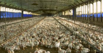 A Glimpse Into How Modern Agriculture Actually Works